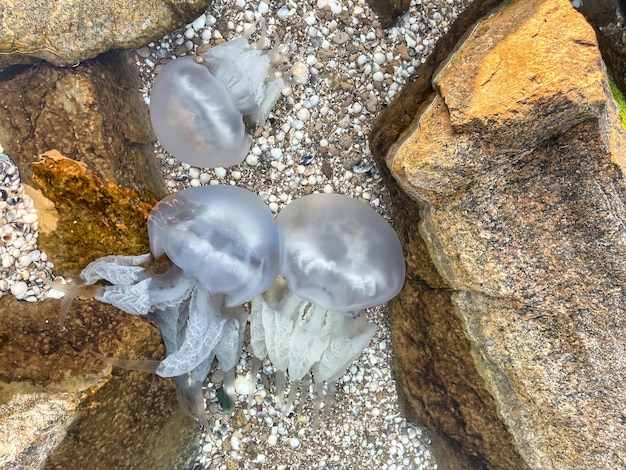 Des Méduses Blanches Nagent Dans Des Eaux Peu Profondes Des Méduses Dans La Mer D'azov