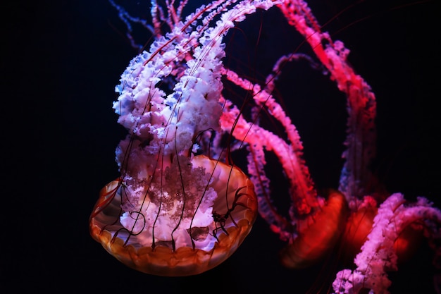 Méduses colorées dans l'eau sombre.