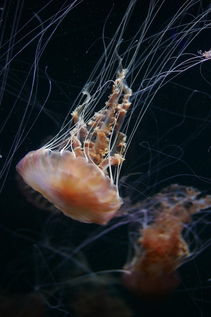 Méduses dans l'aquarium dans l'obscurité