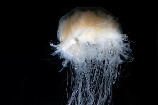 Méduses dans un aquarium sur fond sombre.