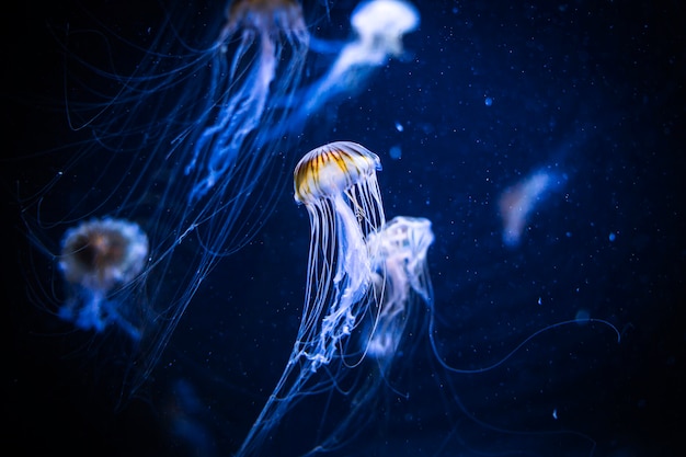 Méduses dans l'eau profonde sombre