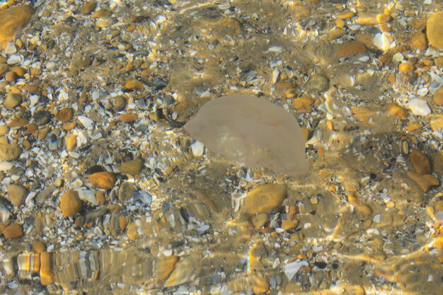 Méduses dans l'eau