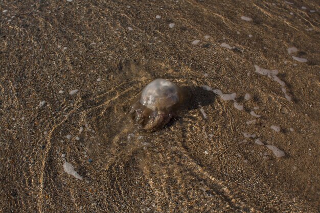 Des méduses échouées au bord de la mer