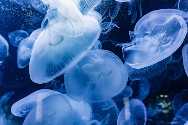 Méduses illuminées de lumière bleue nageant dans un aquarium