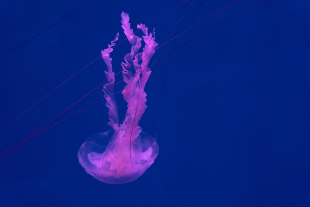 Les méduses de la mer et de l'océan nagent dans l'eau en gros plan Illumination et bioluminescence de différentes couleurs dans l'obscurité Méduses exotiques et rares dans l'aquarium