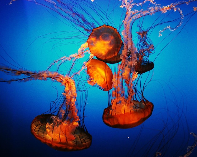 Les méduses en mer