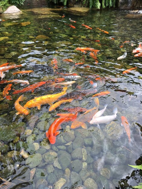 Des méduses nageant dans l'eau