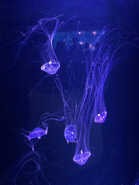 Photo des méduses nageant dans la mer.