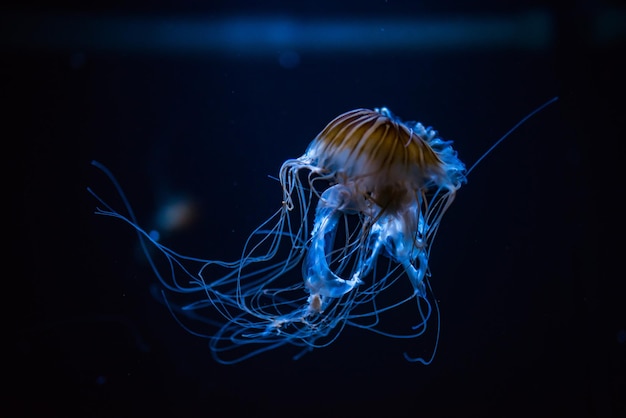 Des méduses nageant dans la mer.