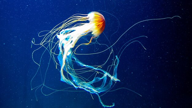 Des méduses nageant dans la mer.