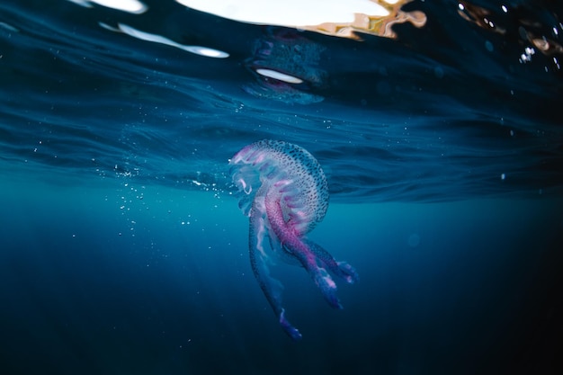 Des méduses nageant dans la mer.