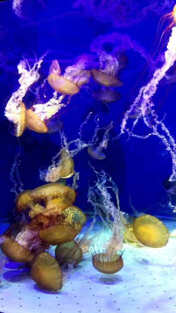 Photo des méduses nageant dans la mer.