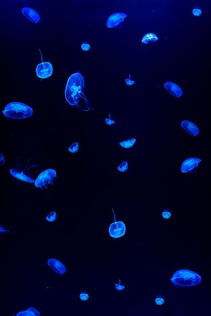 Les méduses nagent dans l'océan sombre Leurs formes sont fascinantes Méduses dangereuses Photo de haute qualité