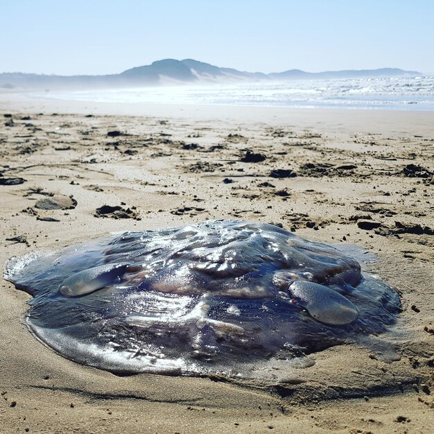 Des méduses sur la plage