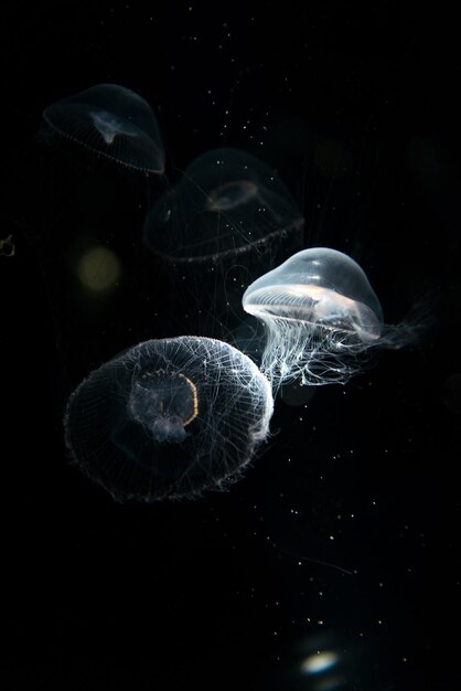 Méduses ou Rhizostoma pulmo flottant dans l'aquarium