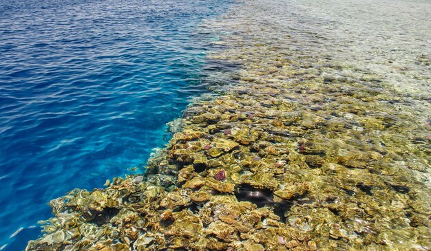 Méduses de roches jaunes de récifs coralliens dans de l'eau claire avec des vagues à la surface