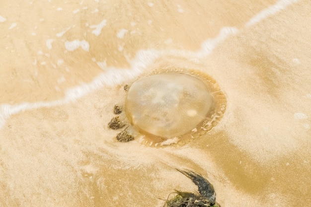 Méduses sur la saison des pluies de la plage de sable.