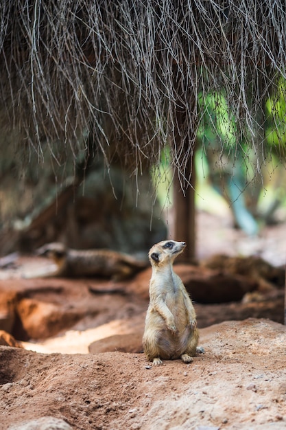 Meerkat en alerte