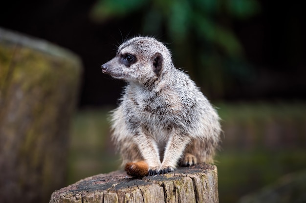 Meerkat assis sur une souche d'arbre