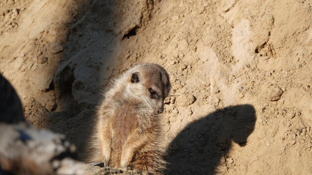 Le Meerkat détourne son regard.