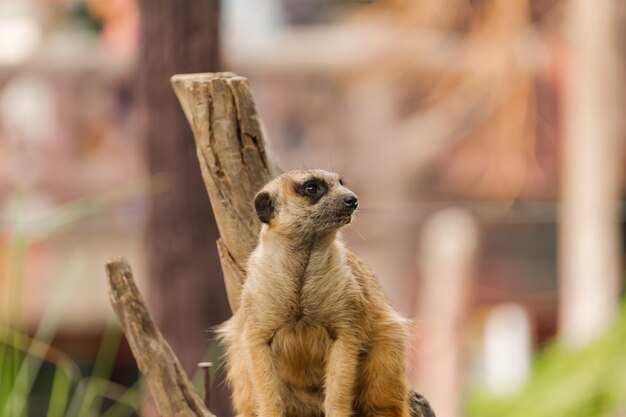 Meerkat Petit et beau mammifère