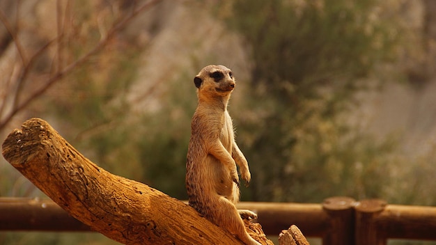 Photo le meerkat sur la souche d'un arbre