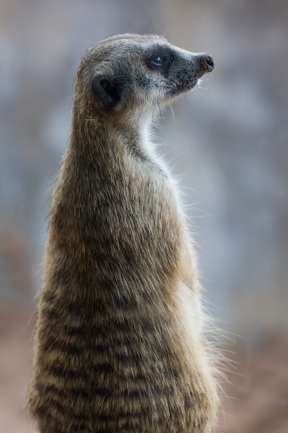 Meerkat (Surikate) regardant dans le parc public