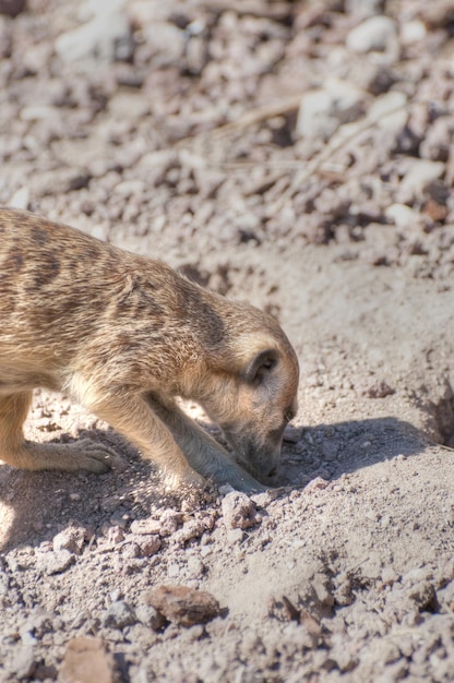 meerkat