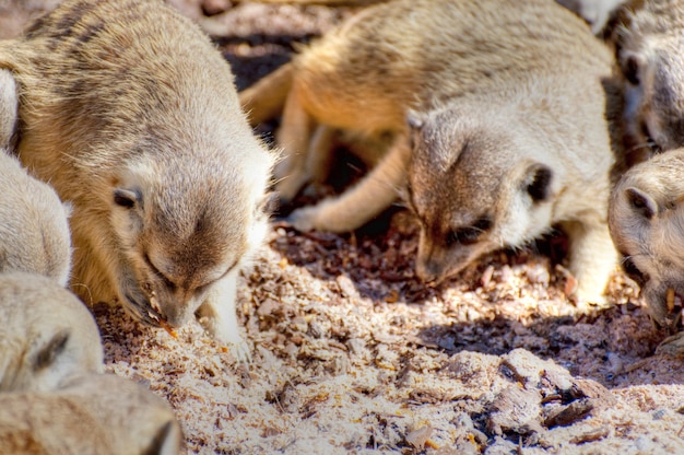 meerkat