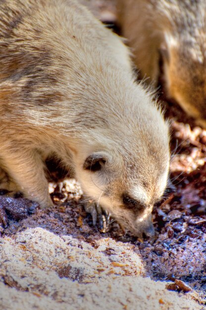 meerkat