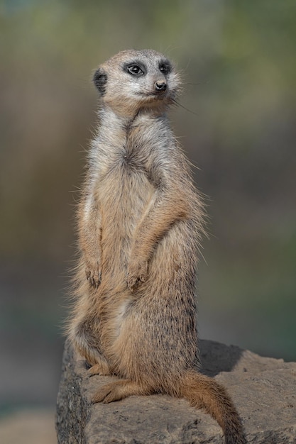 meerkat