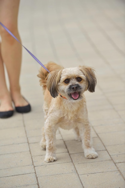 Meilleur Ami Des Gens. Petit Chien Mignon Animal Animal De Compagnie Chiot