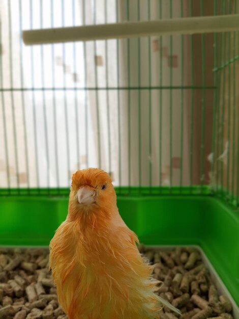 Photo le meilleur à chanter sous la douche