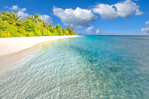 Meilleur paysage de plage tropicale Fantastique destination de vacances sur la côte d'été palmiers sable blanc