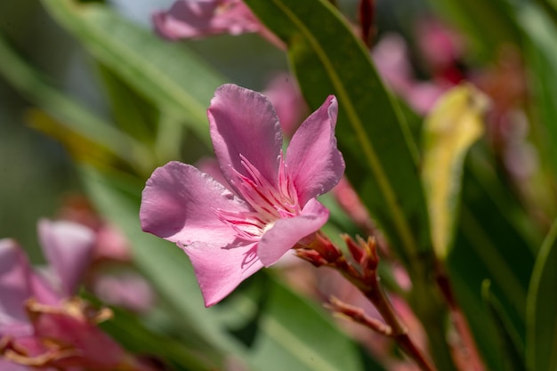 Les meilleures fleurs délicates de laurier rose Nerium oleander ont fleuri au printemps Arbuste un petit arbre cornel Plante de jardin de la famille des Apocynaceae Fond de laurier rose d'été rose