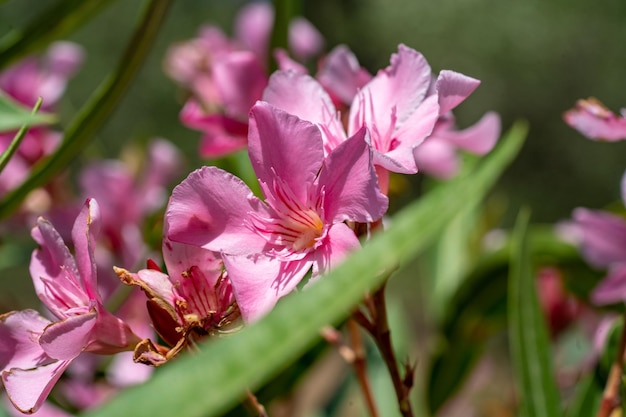 Photo les meilleures fleurs délicates de laurier rose nerium oleander ont fleuri au printemps arbuste un petit arbre cornel plante de jardin de la famille des apocynaceae fond de laurier rose d'été rose