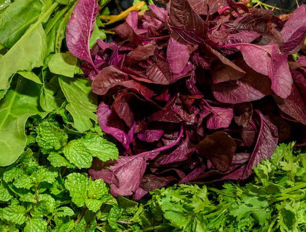 Meilleures herbes végétales vertes et rouges pour une meilleure santé amarante rouge menthe coriandre et feuilles d'épinards