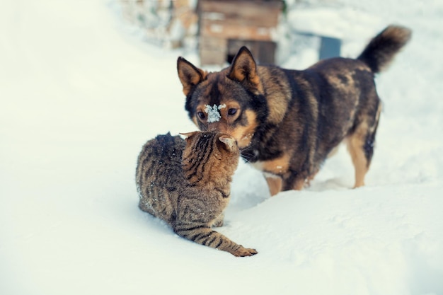 Meilleurs amis chat et chien Chat et chien jouant ensemble en plein air sur la neige en hiver