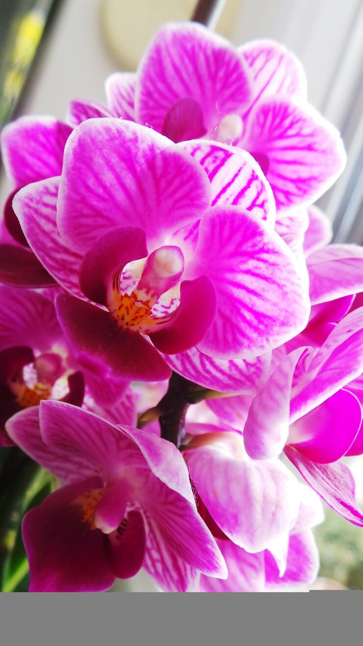 Photo les meilleurs clichés d'eyeem - les fleurs