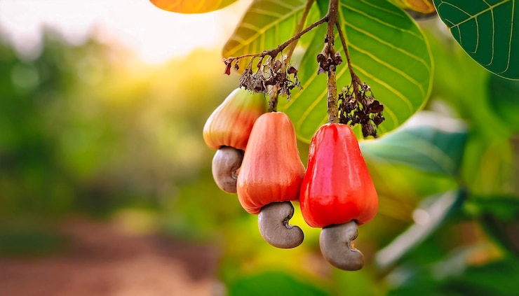 Photo les meilleurs fruits de caju sont encore frais et prêts à être récoltés.