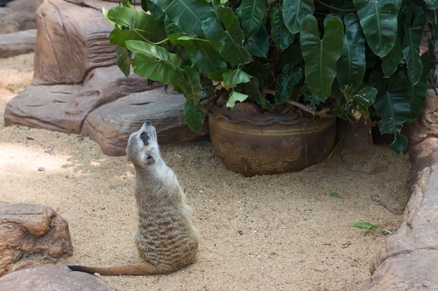 Meir Cats Debout en cage au zoo