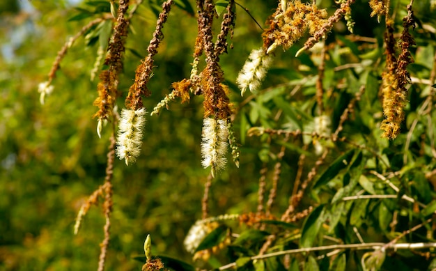 Melaleuca cajuputi fleur communément appelée cajuput