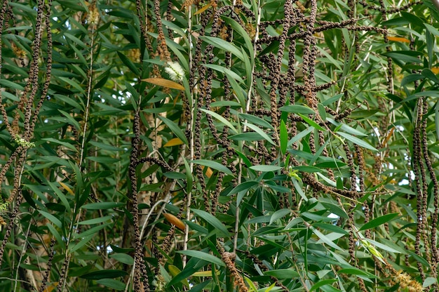 Melaleuca cajuputi fleurs, feuilles et graines, communément appelées cajuput. Fond naturel.