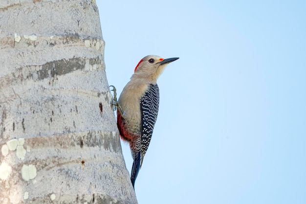 Melanerpes est un genre de pics de la famille des Picidae trouvés dans le Nouveau Monde