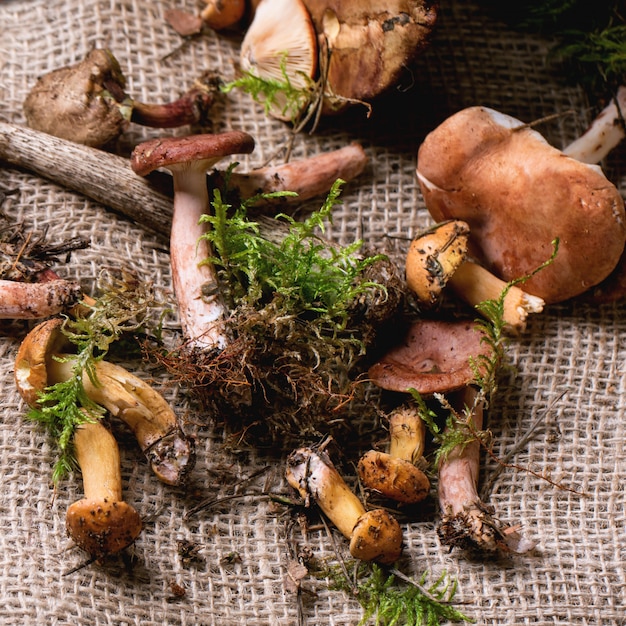 Mélange de champignons forestiers