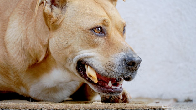 mélange de chien staffy mange un os image en gros plan