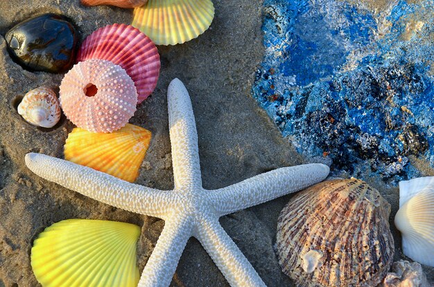 Mélange de coquillages colorés sur la plage