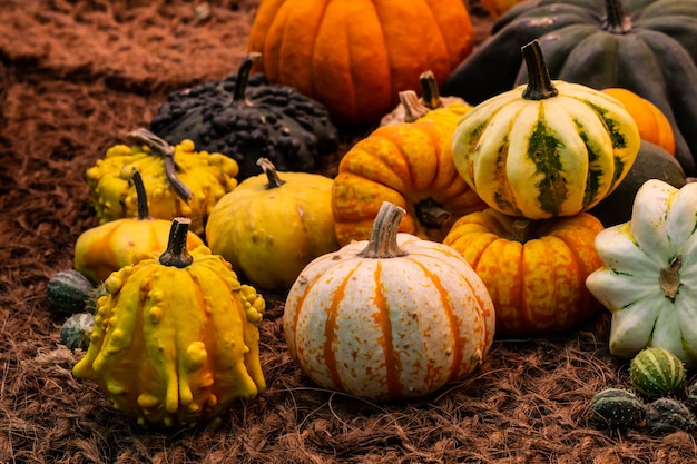 Un mélange de courges et de courges colorées sur le marché