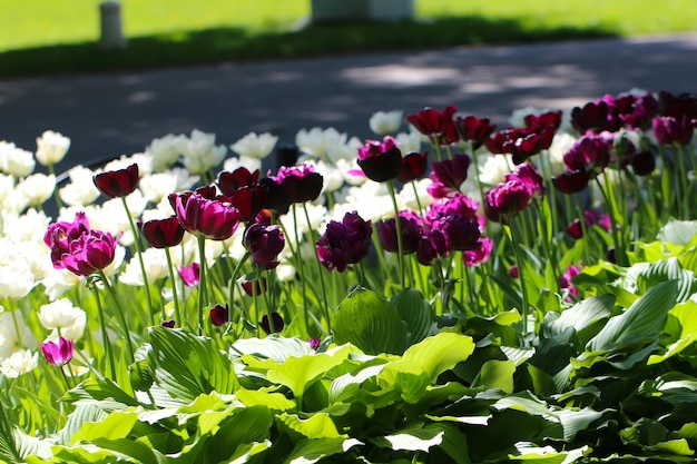 Mélange de fleurs de tulipes dans le jardin de printemps