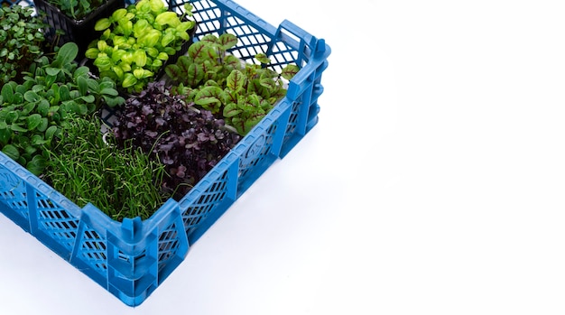 Mélange de légumes verts dans des bacs de culture dans une boîte sur fond blanc. Micropousses d'oignon, basilic et radis, livraison de micropousses.